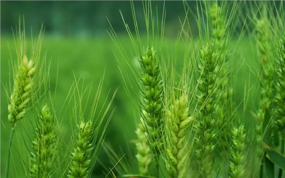 大力士生物質(zhì)燃燒機
