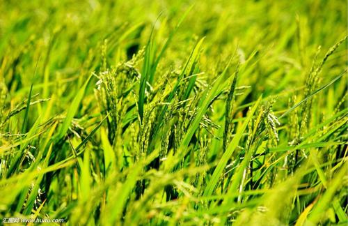 全國工商聯(lián)：清理相關(guān)歧視性政策 讓生物質(zhì)能享受公平待遇