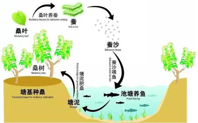 “生態(tài)循環(huán)農(nóng)業(yè)”經(jīng)典模式（三）