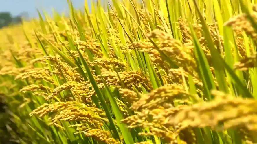 如何破解畜牧業(yè)高質量發(fā)展難點？1