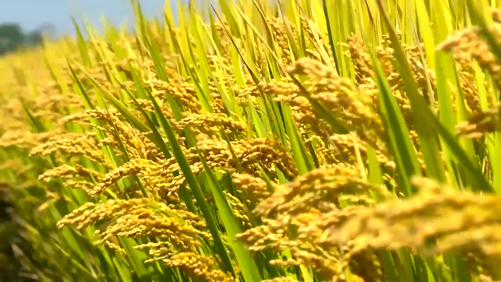 如何破解畜牧業(yè)高質量發(fā)展難點？2